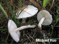 Lepiota erminea