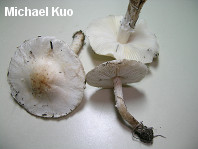 Lepiota erminea