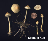 Lepiota species 01