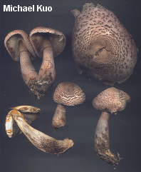 Leucoagaricus americanus