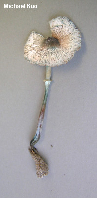 Leucoagaricus caerulescens