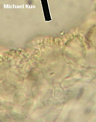 Marasmius capillaris