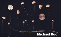 Marasmius pulcherripes