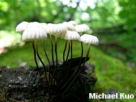 Marasmius rotula