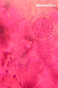 Marasmius rotula