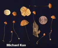 Marasmius siccus