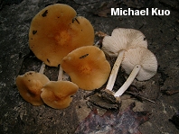 Marasmius strictipes