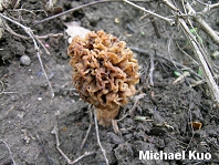 Morchella esculentoides