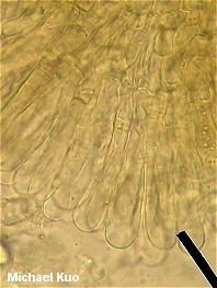 Morchella populiphila