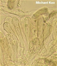 Morchella septimelata