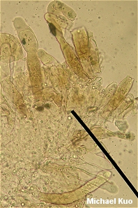 Morchella sextelata