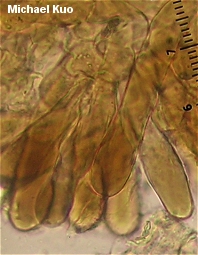 Morchella snyderi