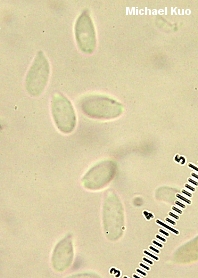 Mycetinis opacus