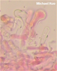 Mycetinis opacus