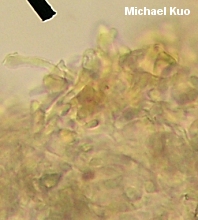 Mycetinis opacus