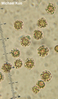 Myriostoma coliforme