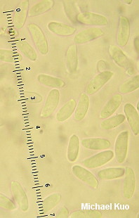 Neofavolus alveolaris
