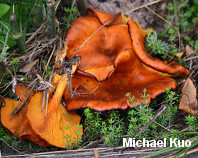 Omphalotus olearius