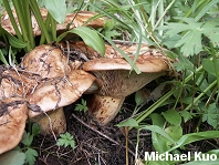 Paxillus vernalis