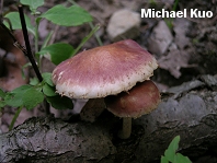 Pholiota polychroa