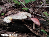 Pholiota polychroa