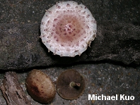 Pholiota polychroa