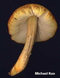 Pluteus aurantiorugosus