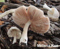 Pluteus tomentosulus