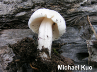 Pluteus tomentosulus