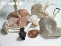 Pluteus tomentosulus