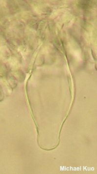 Pluteus tomentosulus