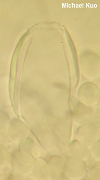Pluteus tomentosulus