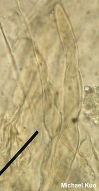 Pluteus tomentosulus