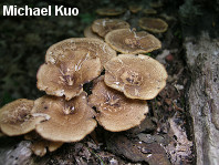 Polyporus arcularius