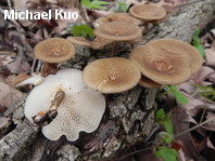 Polyporus arcularius