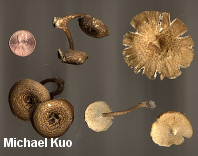 Polyporus arcularius