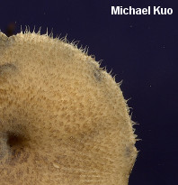 Polyporus arcularius