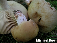 Russula fragrantissima