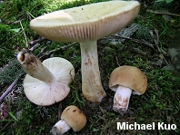 Russula fragrantissima