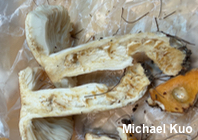 Russula katarinae