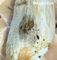 Russula katarinae