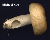 Russula pectinatoides