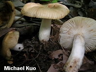 Russula pectinatoides