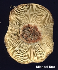 Russula rubescens