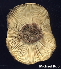 Russula rubescens