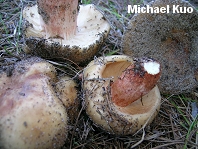 Russula ventricosipes