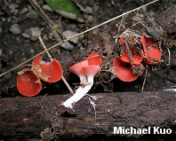 Sarcoscypha occidentalis