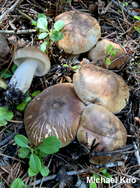 Tricholoma imbricatum