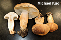 Tricholoma imbricatum