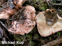 Tricholoma muricatum